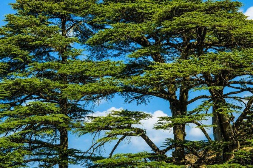 Private Cedar Hike & Bekaa Wine Tour | Kefraya & Ksara 3