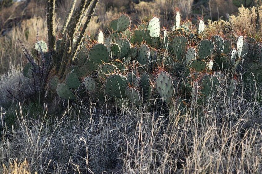 A cactus in a dry, grassy field with sparse vegetation. 3