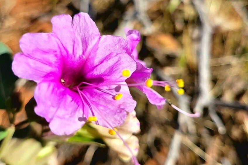 A purple flower with yellow stamens. 4