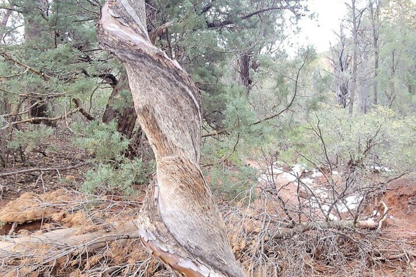 A forest with a fallen tree, dry ground, and sparse vegetation. 5