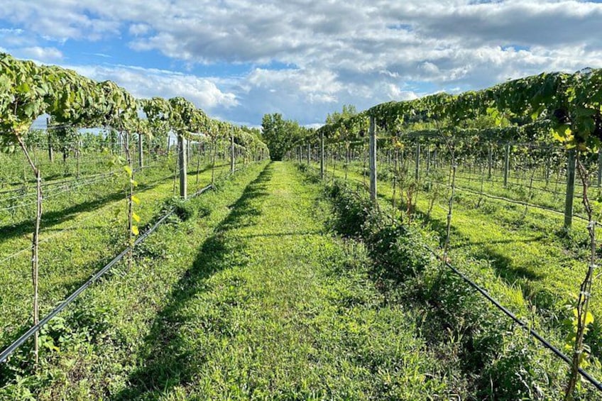 Nostrano vineyard rows 2