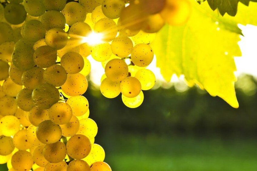 Racimos de uvas amarillas con luz solar filtrándose entre hojas. 4