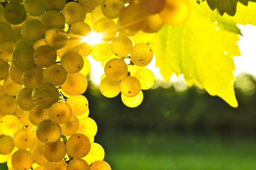 Awaiting Harvest 4