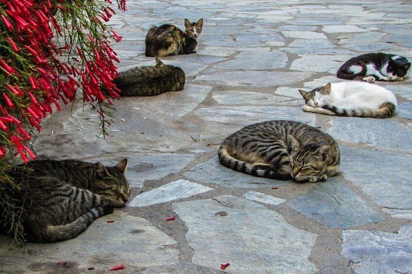 Private Full-Day Tour to Cyprus Monasteries 1