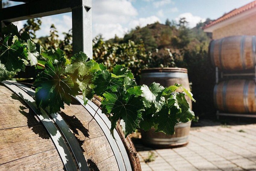 Winery Marathon Full Day Tour in Cyprus 5