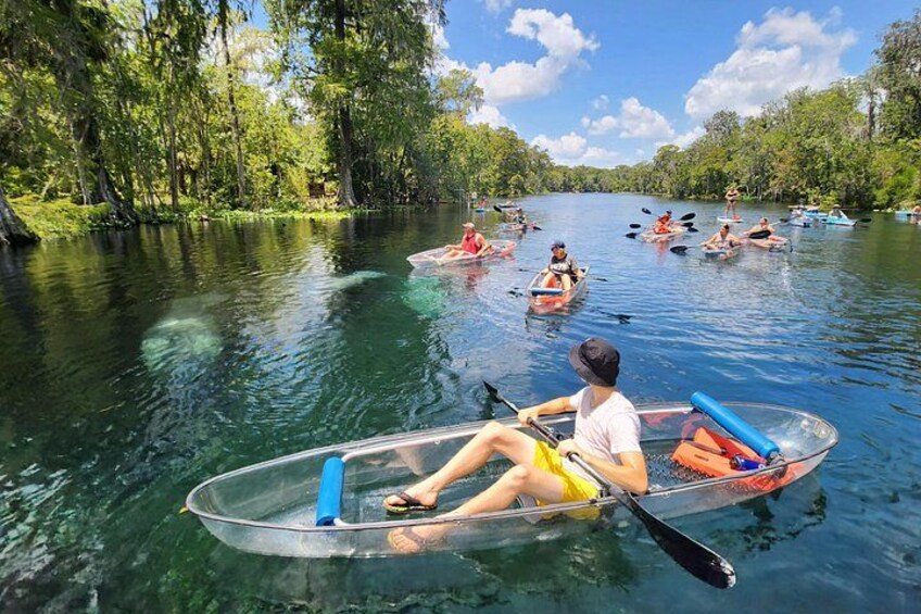 Our guides are great at spotting manatees and other wildlife on the river. 3