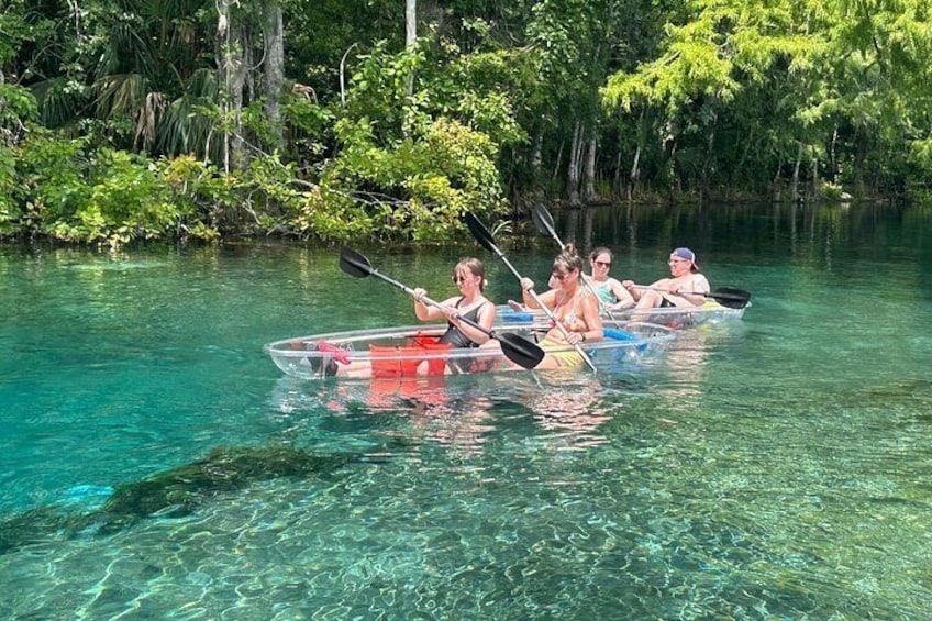 Immerse yourself into the primeval forest and beautiful water of the Silver River 2