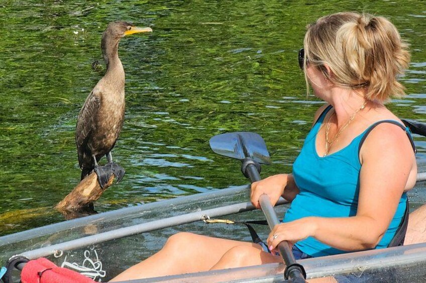 There is so much wildlife to see at Silver Springs 4