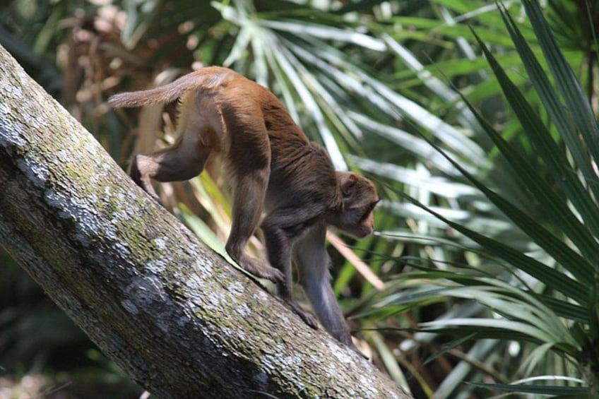 It's always a good day when you can spot a monkey! 5