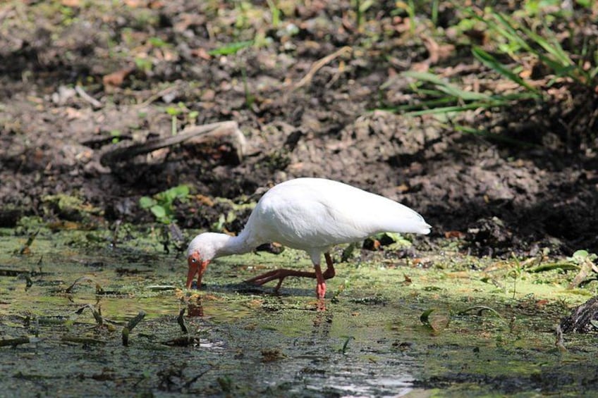 Almost 5,000 acres of varying habitats provide a wonderful home for many different species of mammals, reptiles, fish and birds. The bird life is plentiful! 3