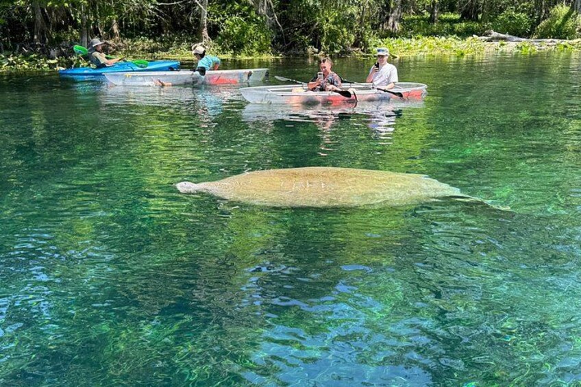 Manatees are gentle giants and it is always fun to spot them in beautiful Silver Springs 5