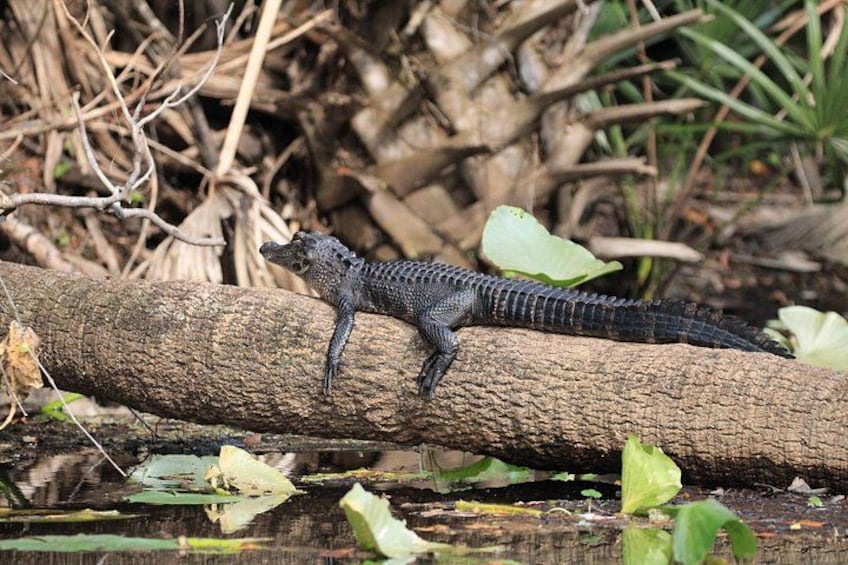 While we keep our distance, it's very neat to see these interesting reptiles too! 4