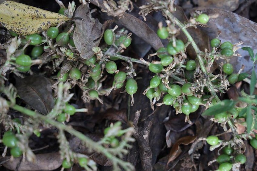 Green cardamom 3