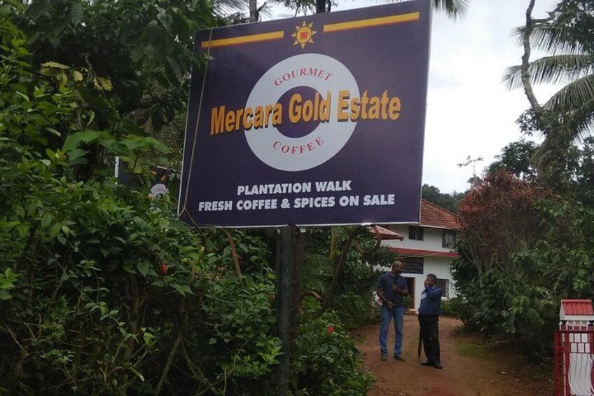 Welcome to Mercara Gold Estate 1