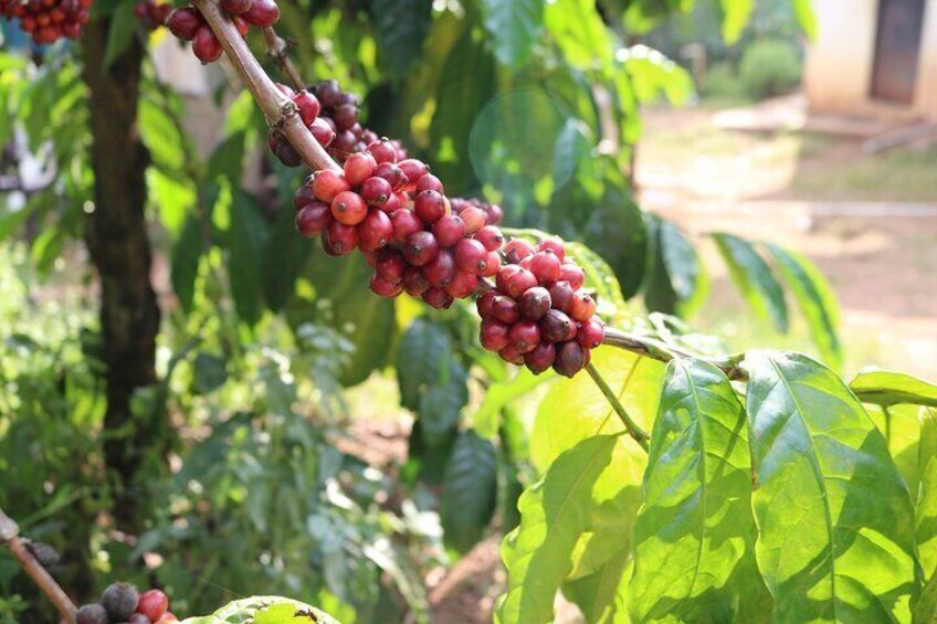 Un caféier portant des fruits rouges et mûrs. 2