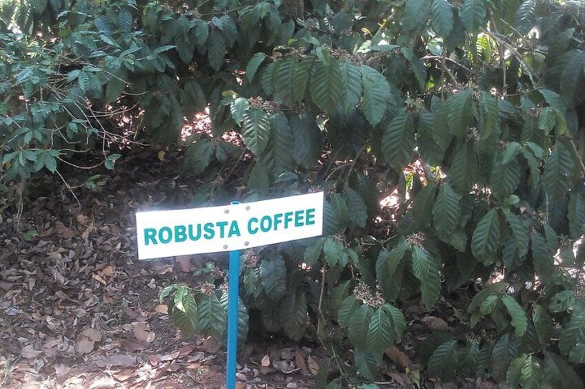All the estate plants and tree species are identified for the benefit of visitors 5