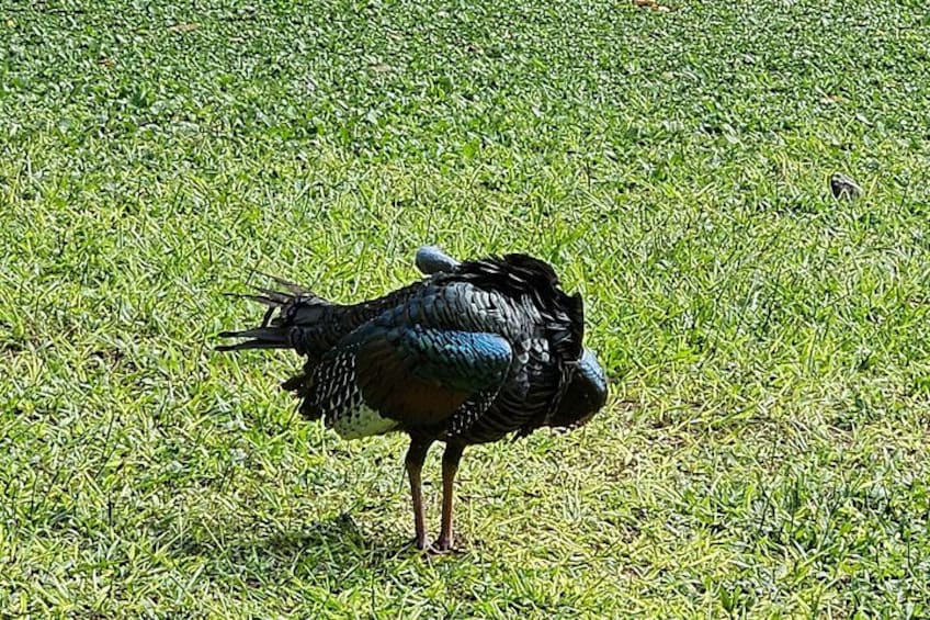 A bird standing on grass. 2