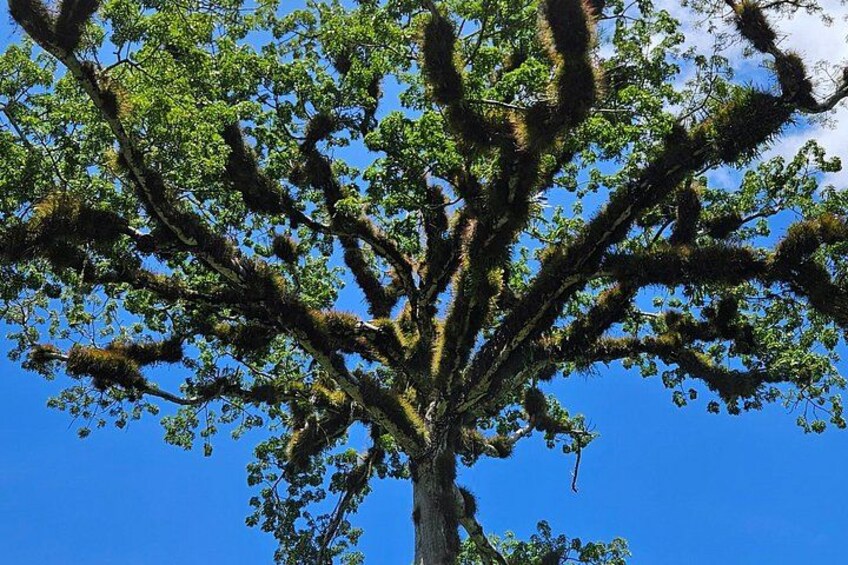 Un árbol grande con un dosel frondoso y ramas cubiertas de musgo, sobre un cielo azul despejado. 2