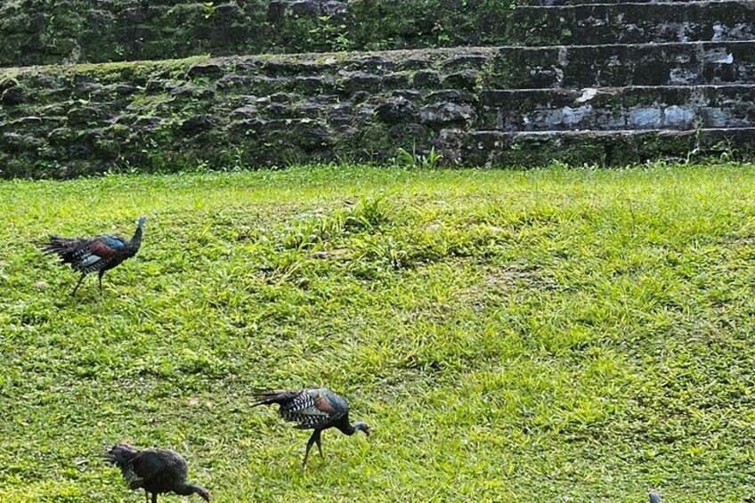 Un pavo real caminando sobre césped, con un muro de piedra al fondo. 5