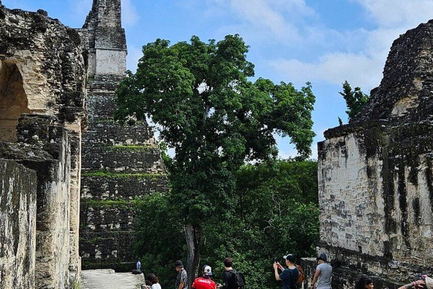 Ruinas antiguas con un árbol grande en el centro, rodeado de turistas. 4
