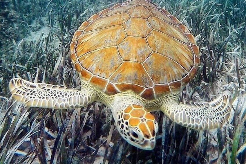 Mangrove Clear Kayak Tour 1