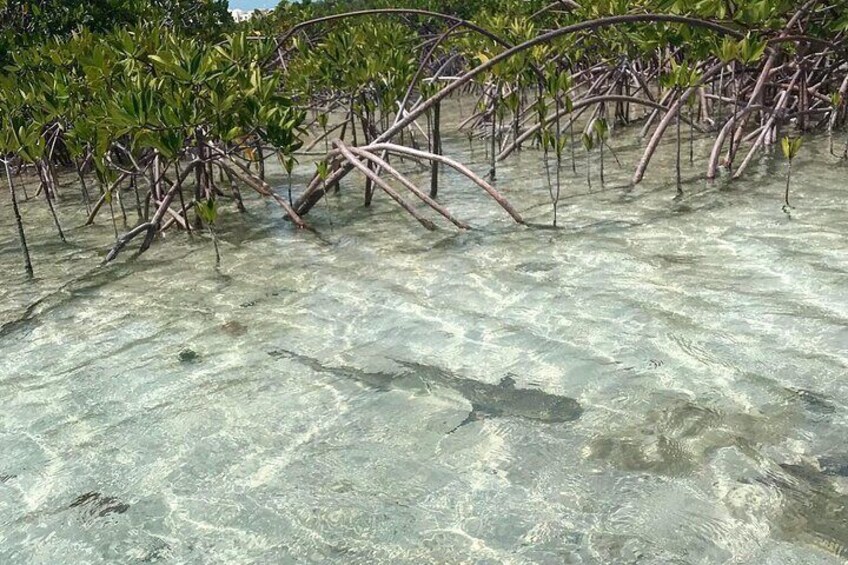 A shallow, clear water area with mangrove roots and green foliage in the background. 2