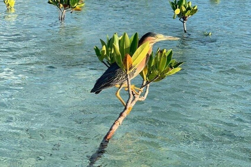 Mangrove Clear Kayak Tour 3