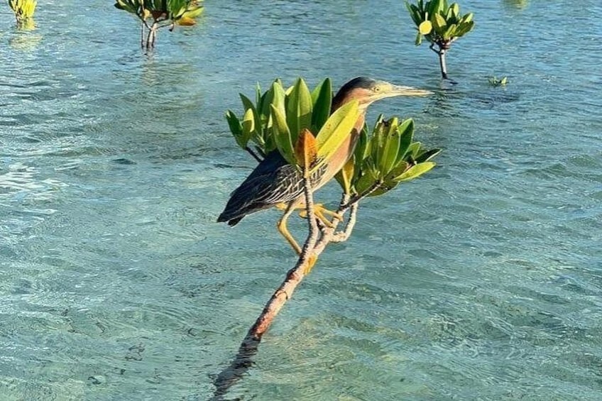 Mangrove Clear Kayak Tour 3