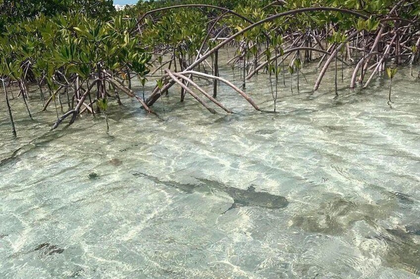 Mangrove Clear Kayak Tour 3
