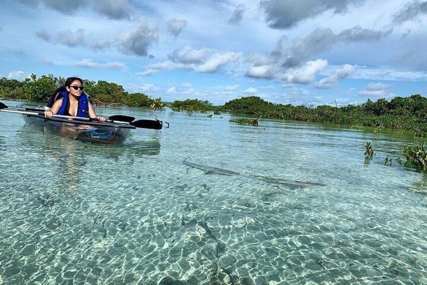 Mangrove Clear Kayak Tour 4