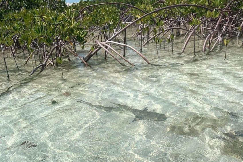 Mangrove Clear Kayak Tour 4