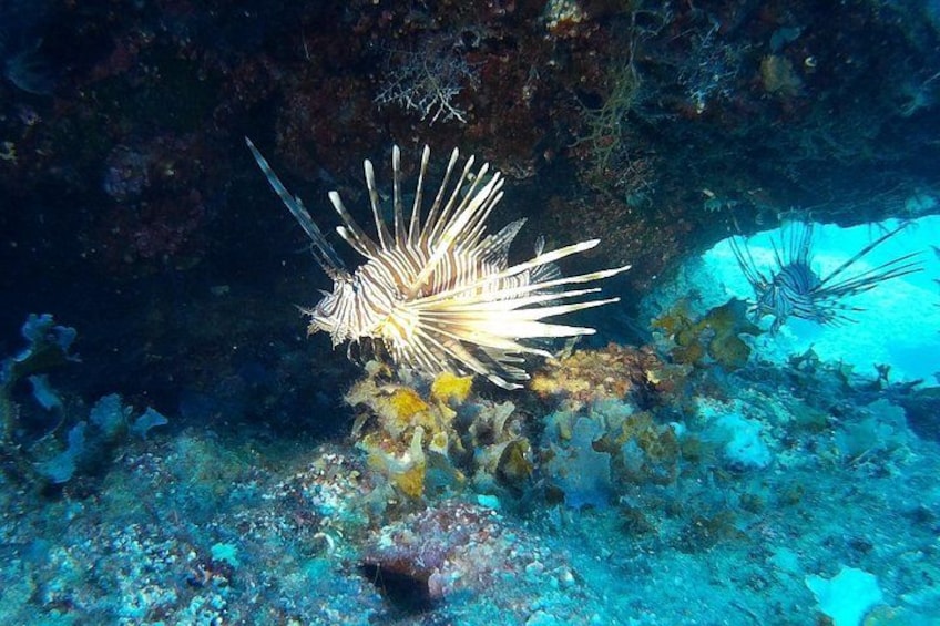 Beginners Discover Scuba Diving By Boat, Best Spot In Cyprus 3