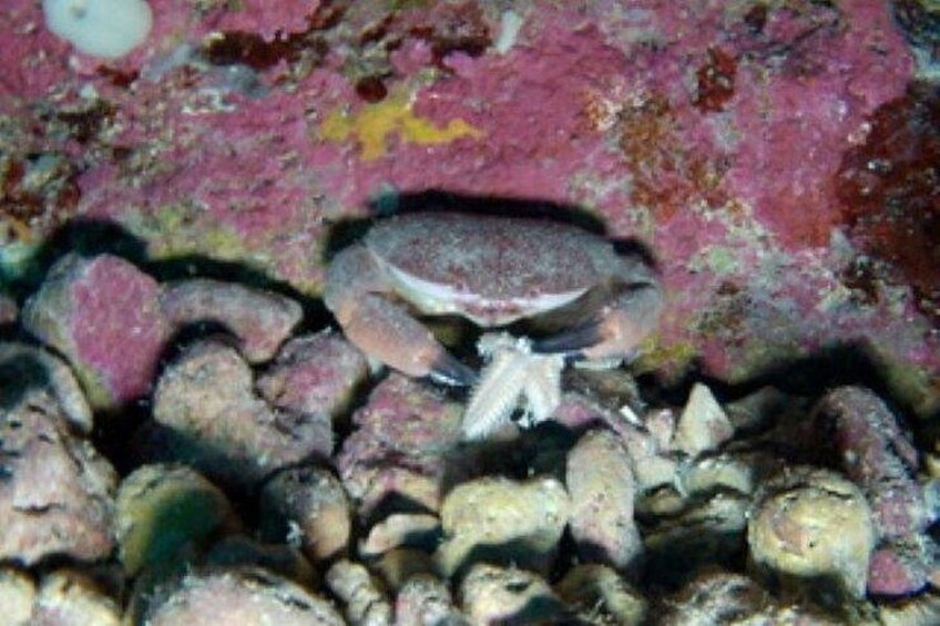 Beginners Discover Scuba Diving By Boat, Best Spot In Cyprus 2