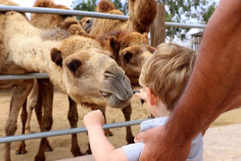 A child petting a camel at a zoo enclosure. 5