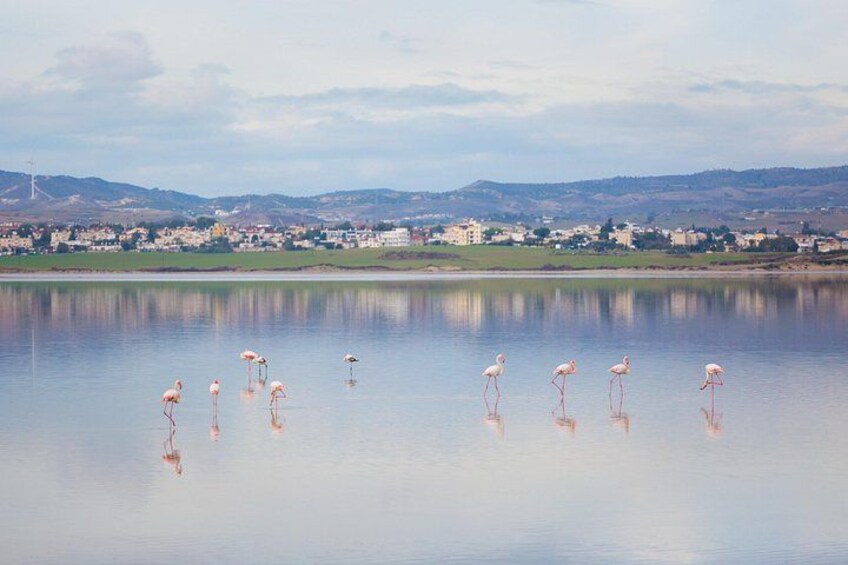 Flamingos standing in calm water with a town in the background. 2