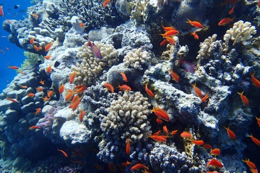 sataya coral 4
