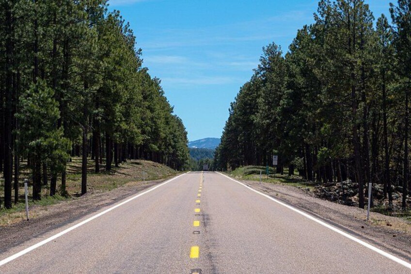 A two-lane road flanked by dense pine trees under a clear sky. 4