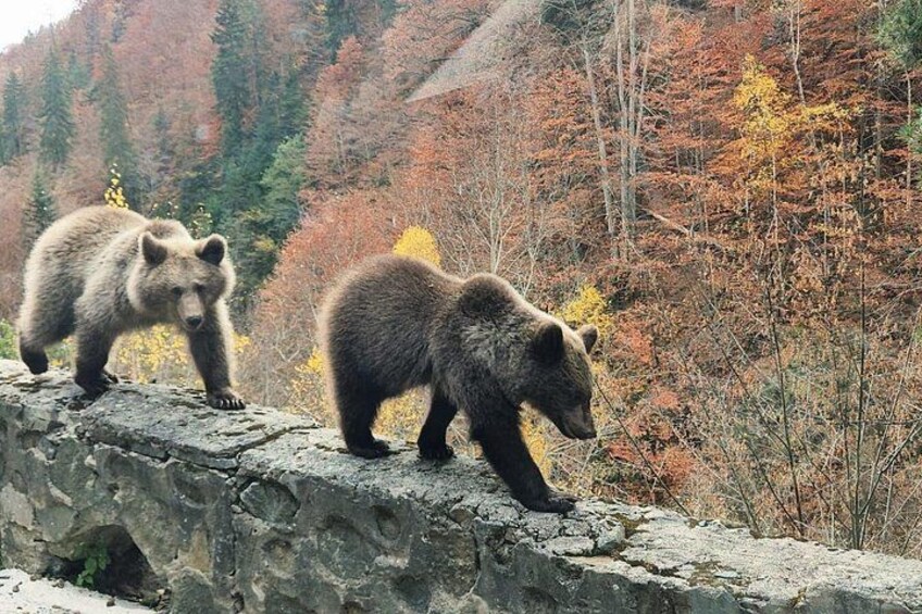 Two bears on a stone bridge with autumn foliage in the background. 4