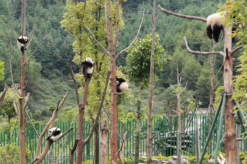Pandas climbing trees in a forested area. 2