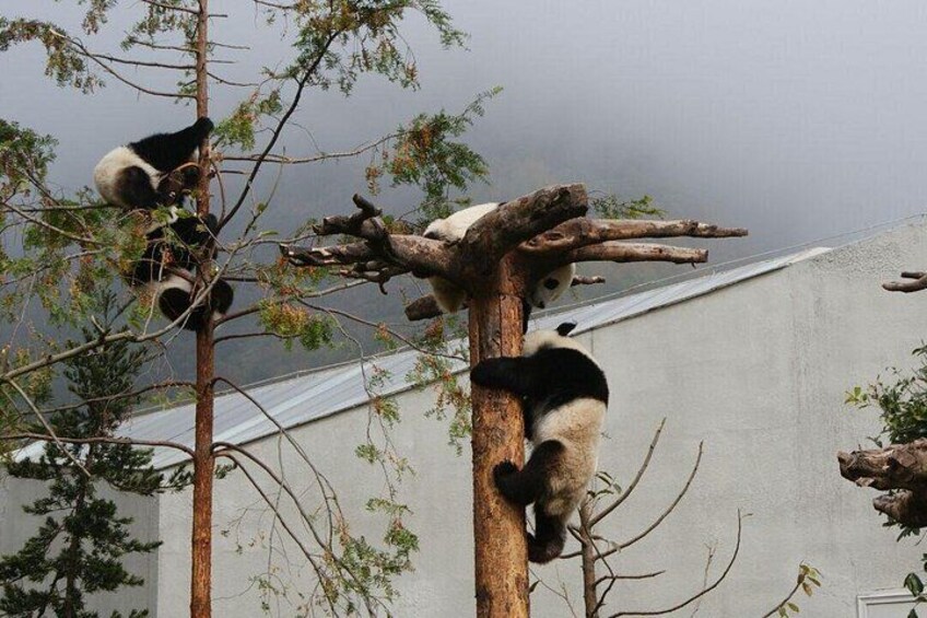 Pandas climbing a tree in a zoo enclosure. 5