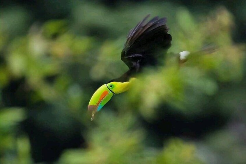 Un oiseau en plein vol, avec un bec aux couleurs vives, entouré de verdure. 3