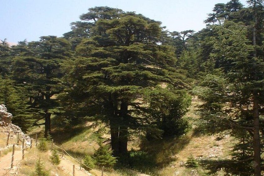 DAVE LEBANON TOURS 5