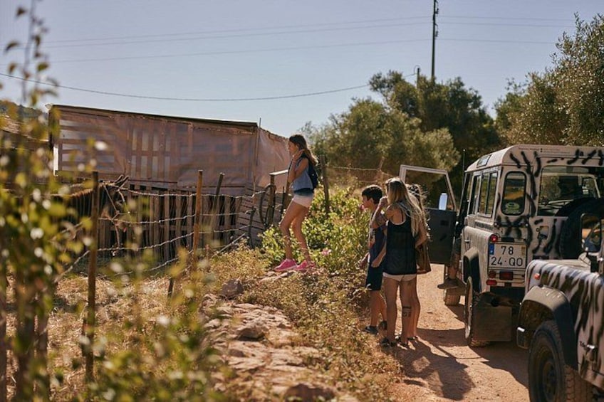 Zebra guests on visit to Baltazar 2