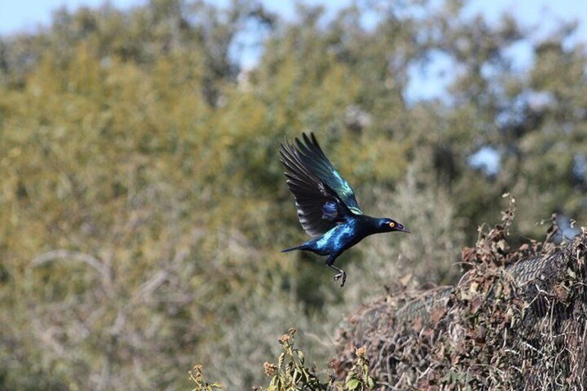Un ave volando sobre un fondo borroso de árboles. 4