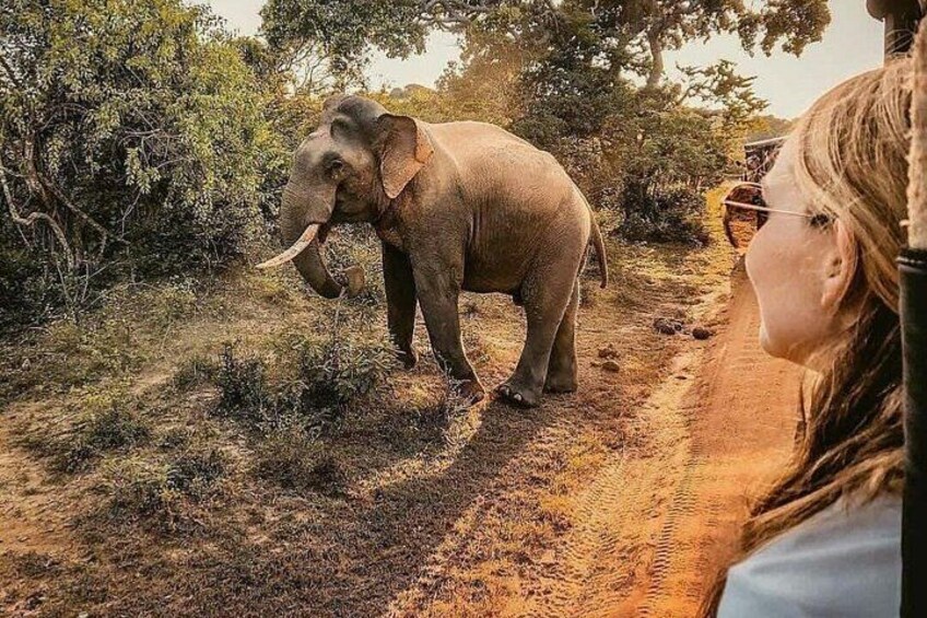 An elephant walking on a dirt path surrounded by trees. 5