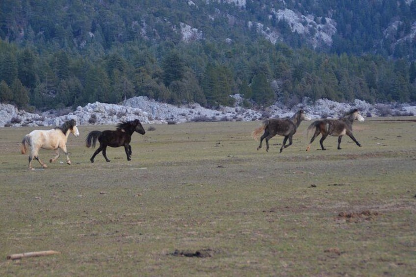 Eynif Valley Mustangs 3