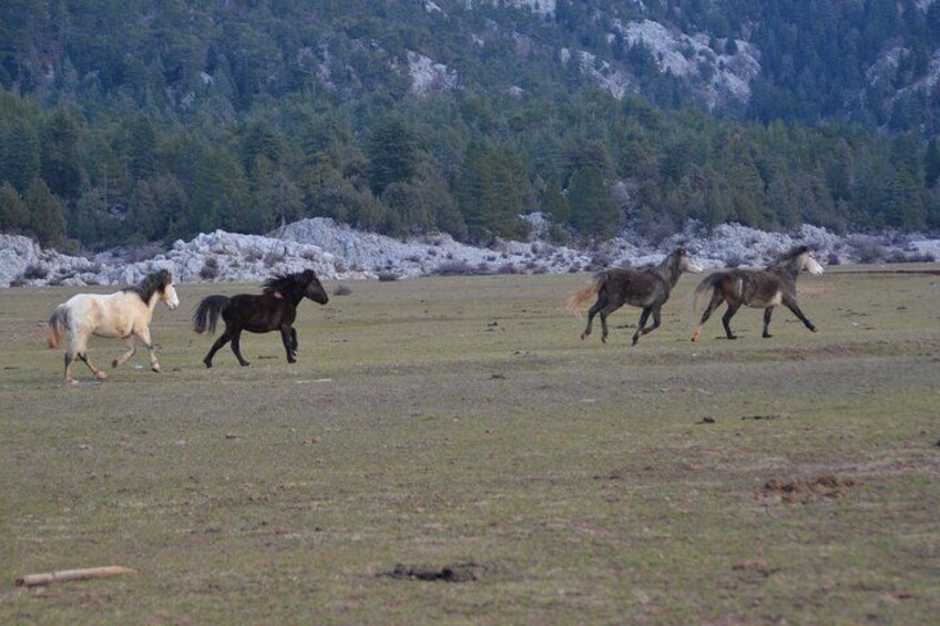 Eynif Valley Mustangs 2