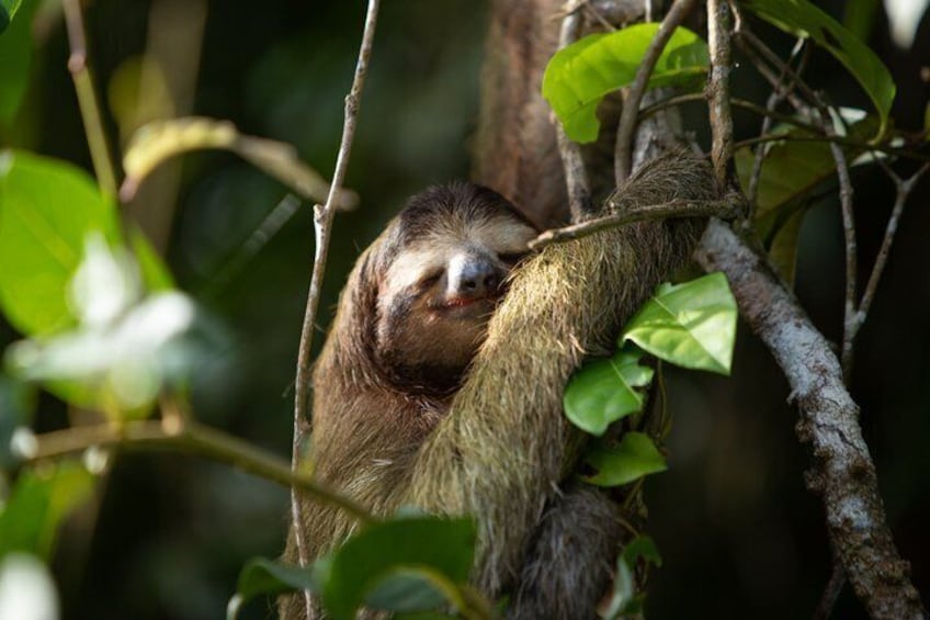A sloth resting on a tree branch surrounded by green foliage. 5