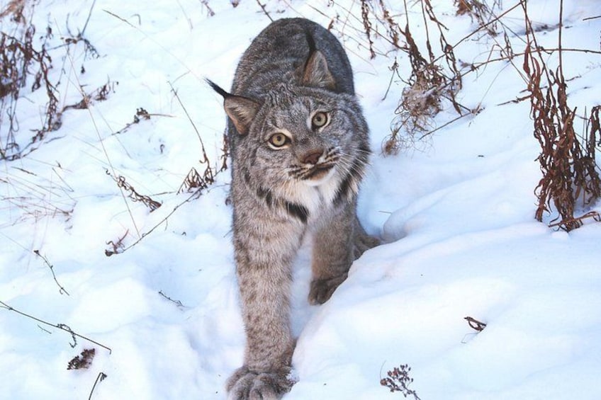 Un lynx se promenant dans un paysage enneigé. 2