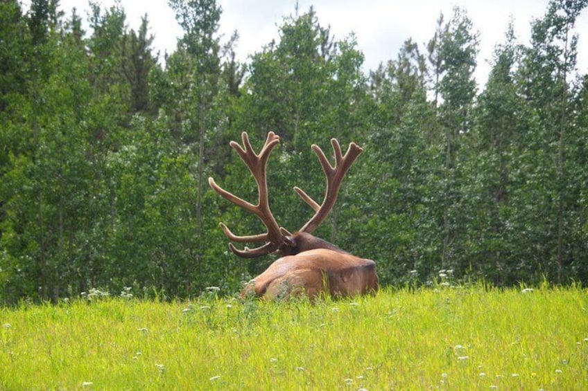 Arctic Day: Yukon Wildlife & Hot Springs Tour | half day 2